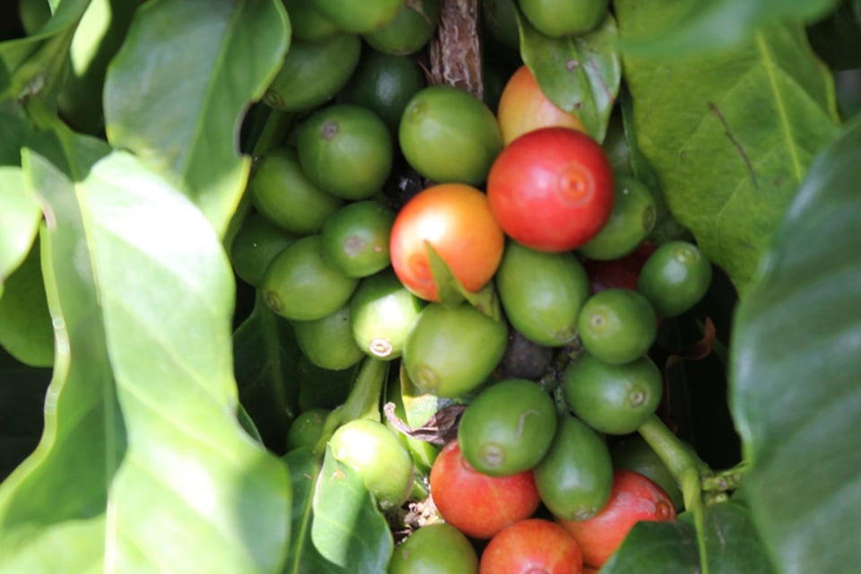 Hawaiʻi
