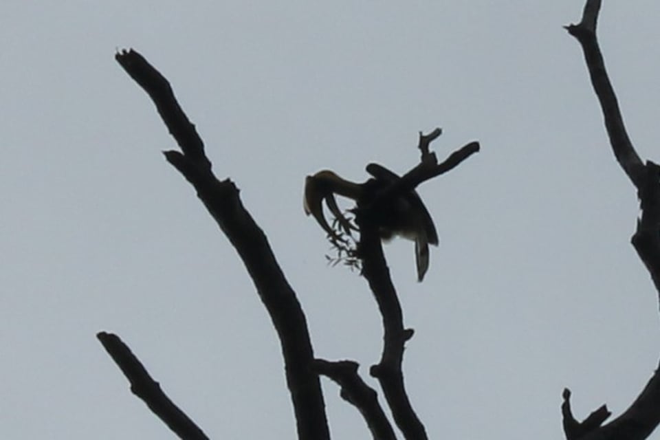 The Great Hornbills of Langkawi