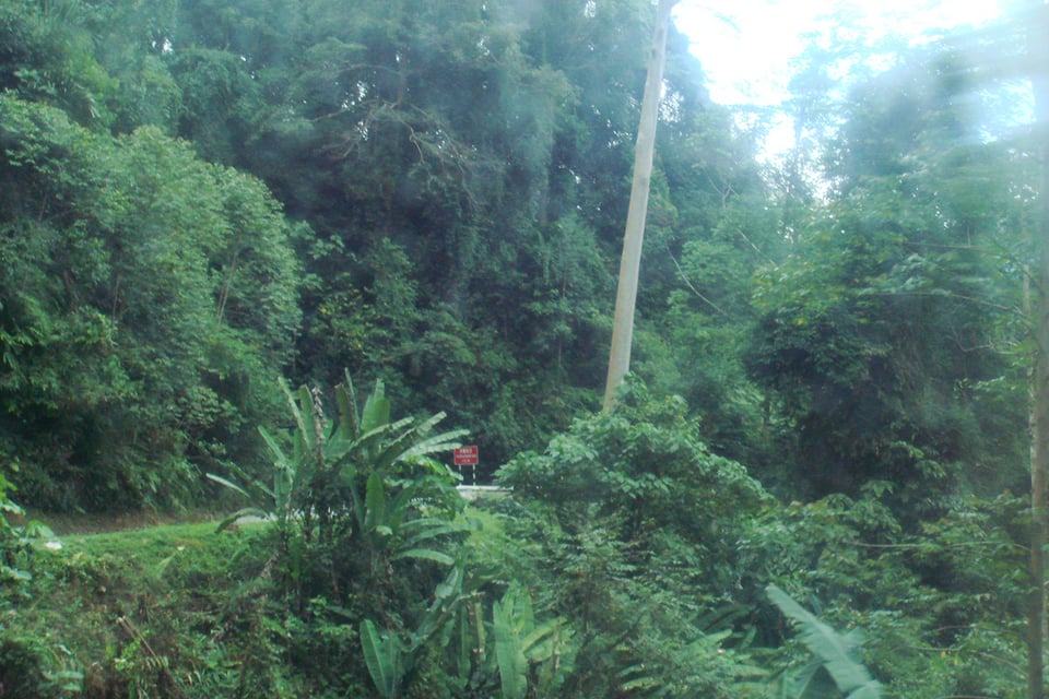 The Cameron Highlands: the Land of Tea and Strawberries