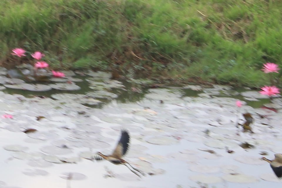 A Window to the Wetlands: Thailand to Cambodia by Train and Tuk-Tuk