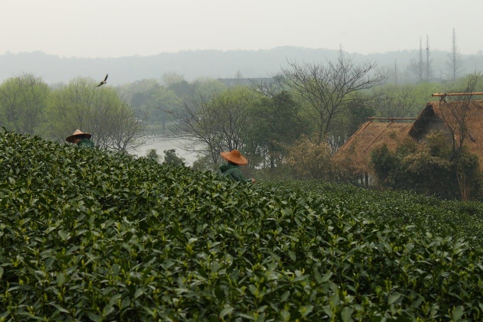 Hangzhou and some Emperor Longjing Tea